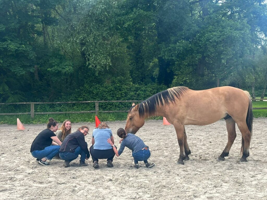 Equicoaching